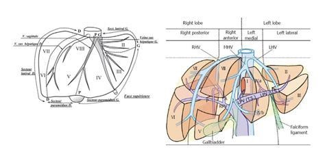 Liver Anatomy Achievable USMLE/1, 52% OFF | gbu-taganskij.ru