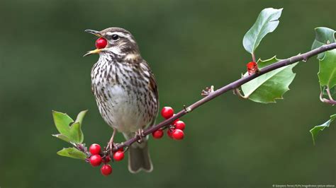 Остролист стал деревом года в Германии – DW – 04.11.2020