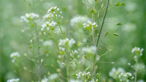 Shepherds Purse Uses And Plant Profile