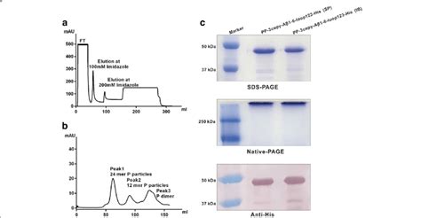 Production and purification of His tagged Aβ1 6 chimeric protein a