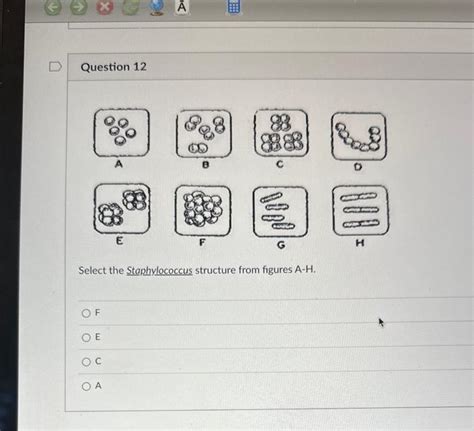 Solved Select the Staphylococcus structure from figures A-H. | Chegg.com