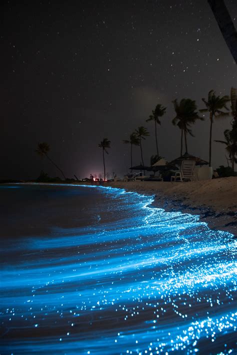 Explore the Galaxy of Stars in Maldives Glowing Beach - Bioluminescent ...