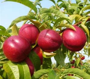 Нектарин Сорт Старк Ред Голд (STARK RED GOLD) – Mariupol Pitomnik "AZOV"