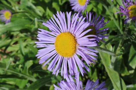 Erigeron Ochroleucus Nutt Hortus Botanicus Akureyensis Flickr