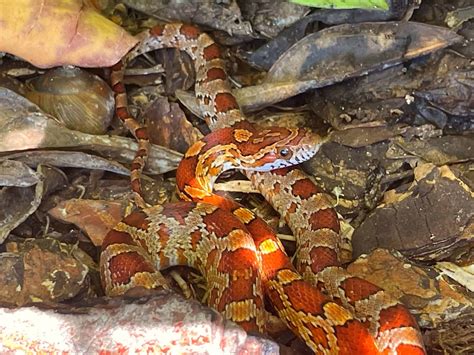 Understanding the fascinating Snakes of Florida: Rat Snakes, Black