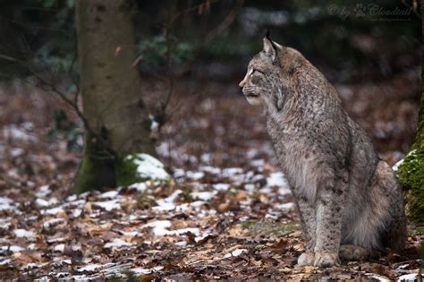 Lynx | Lynx, Big cats, Snow leopard