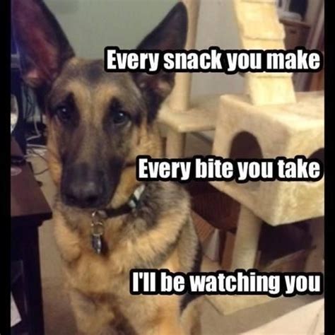 Funny Dog Quotes About Food - ShortQuotes.cc