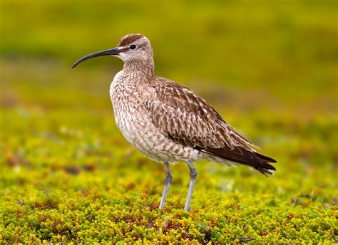 Кроншнеп: описание, чем питается, места гнездования