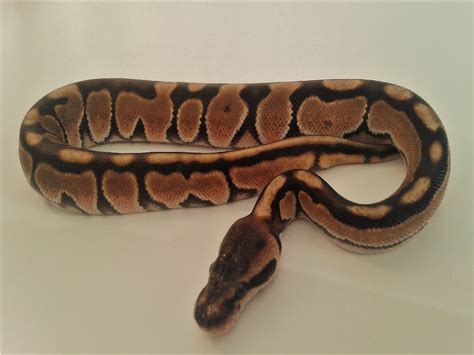 Morph List - World of Ball Pythons