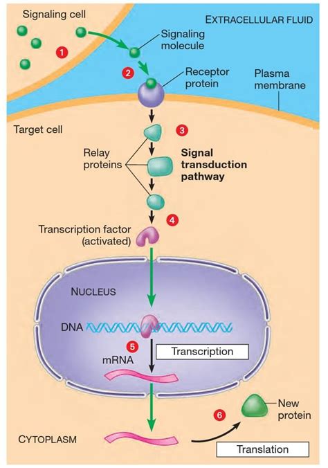 Onconews Entendendo a via de transdução de sinais de um gene