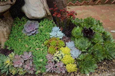 Types Of Succulents Meet The Families And Know How To Buy Your Succulents The Plant Guide