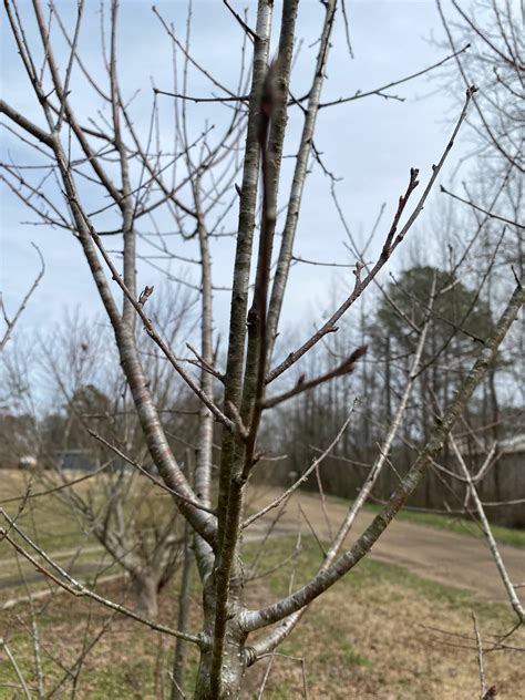 Cherry tree identification - Pictures! - Growing Fruit