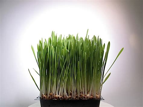 Growing Barley Grass | Sproutpeople