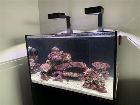 Build Thread - [NEW BUILD] Red Sea Reefer XL300 | Reef2Reef