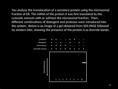 Solved You analyze the translocation of a secretory protein | Chegg.com 