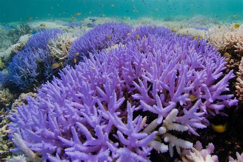Scientists solve mystery of why some coral changes color when stressed