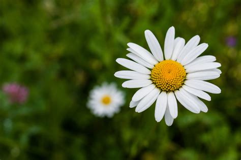 Banco De Imagens Natureza Grama Plantar Branco Campo Prado Flor