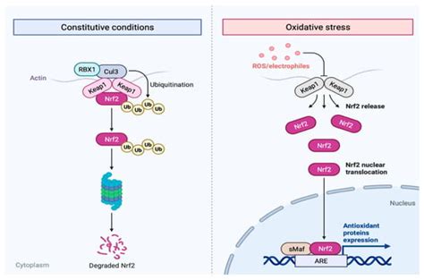 Antioxidants | Free Full-Text | Roles of Oxidative Stress and Nrf2 ...