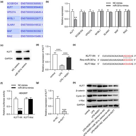 Notoginsenoside R1 Alleviates Spinal Cord Injury Through The MiR 301a