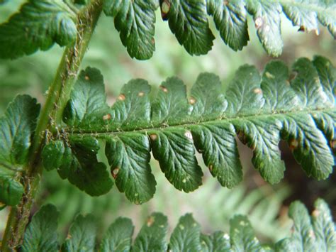 Photographie De Foug Re M Le Dryopteris Filix Mas Aspidiac Es Prise