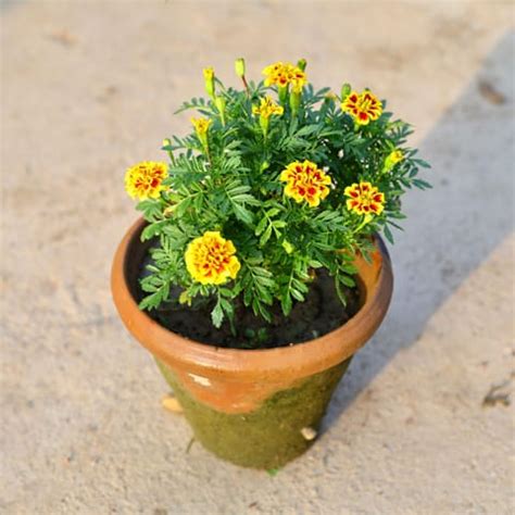 day delivery french marigold  colour    nursery pot