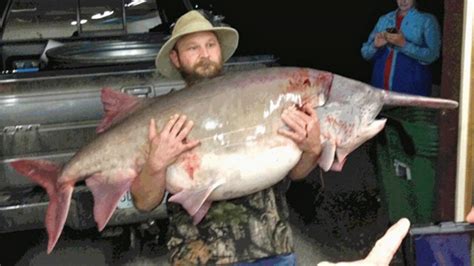 Biggest Fish Ever Caught In Missouri Biggest Catfish Caught In