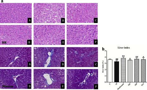 A Effects Of Mulberry Components On Histopathological Changes Of