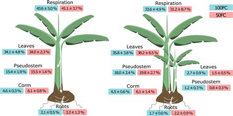 Frontiers 13c Labeling Unravels Carbon Dynamics In Banana Between Mother Plant Sucker And