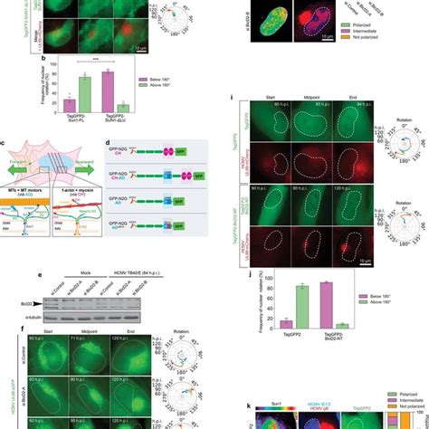 Microtubules And SUN1 Regulate Emerin Polarity And Nuclear F Actin A