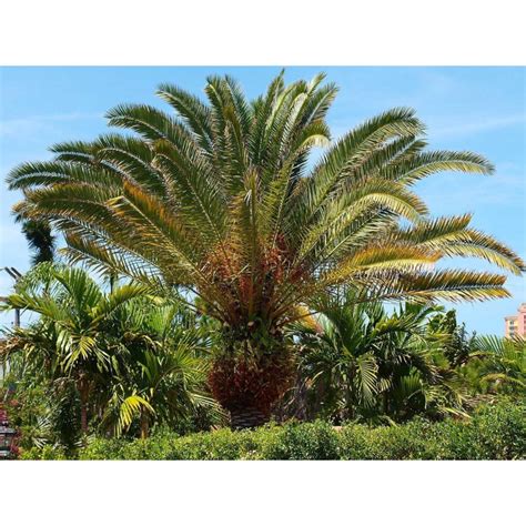 Canary Island Date Palm Seeds (Phoenix canariensis) - Price €2.75