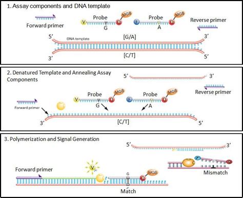 taqman snp genotyping assay mechanism diagram