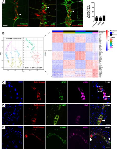 Adult Enteric Dclk Positive Glial And Neuronal Cells Reveal Distinct