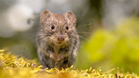 Voles In Gardens How To Get Rid | Fasci Garden