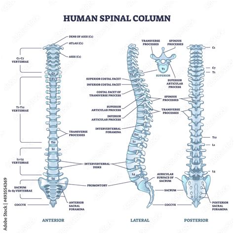 Human Spine Anatomy