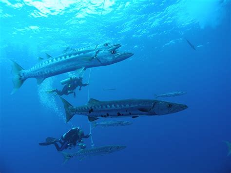 Barracuda Bite