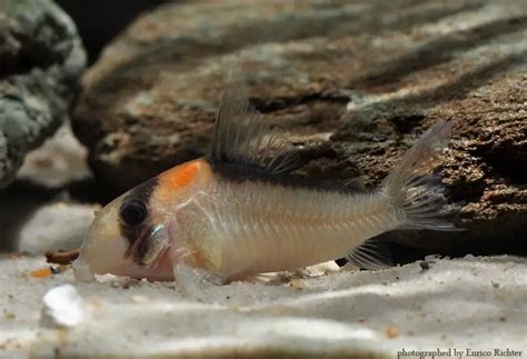 Corydoras adolfoi – Adolfo’s Cory — Seriously Fish