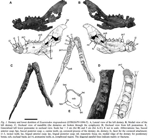 The Dragon S Tales Exaeretodon Riograndensis From Brazil S Santa Maria 2 Formation Triassic