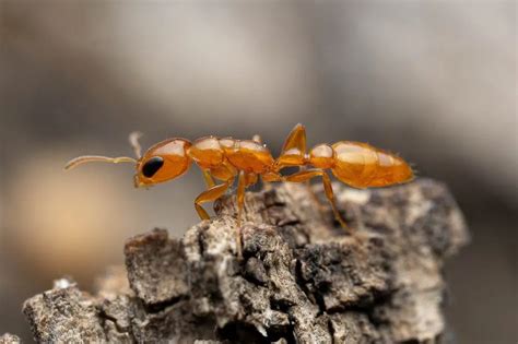 Common Ants In Texas With Pictures