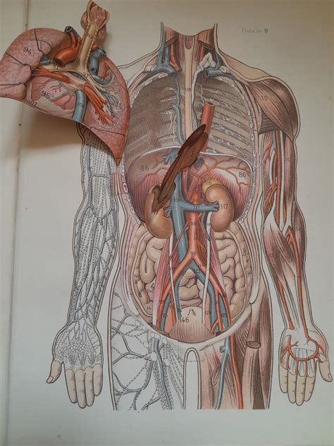 Anatomy Of The Human Body Anatomical Plate Cut To System Encyclopedia