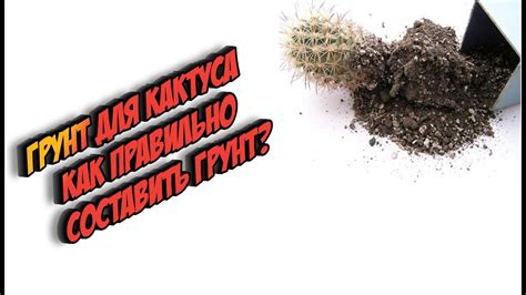 Грунт для кактусов - уход за кактусом - как правильно составить ...