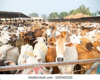 49 Modern Cattle Farming India Stock Photos, Images & Photography | Shutterstock