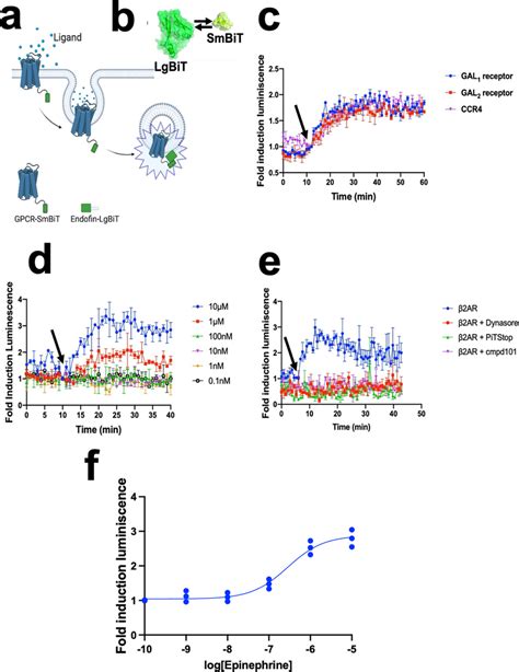 Gpcr Internalization Via Early Endosomes A Schematic Of The Overall