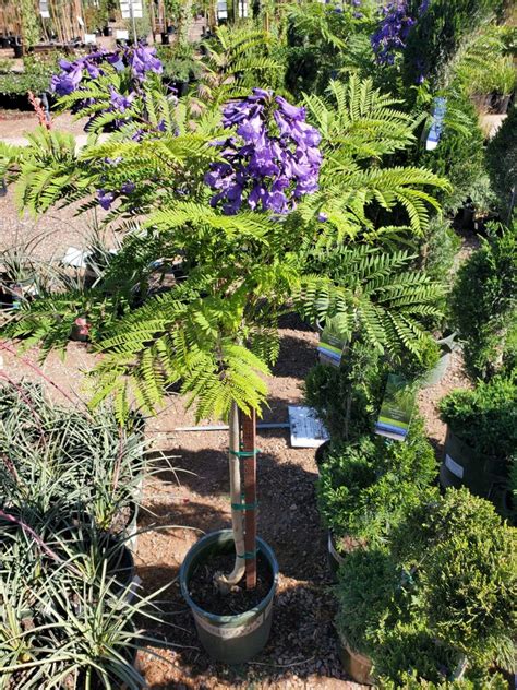 BONSAI BLUE JACARANDA (Jacaranda 'Sakai01' PPAF) - Treeland Nurseries