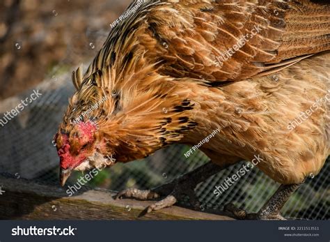 123 Americana Chicken Eggs Images, Stock Photos & Vectors | Shutterstock