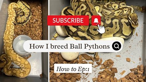 How To Breed Ball Pythons Youtube