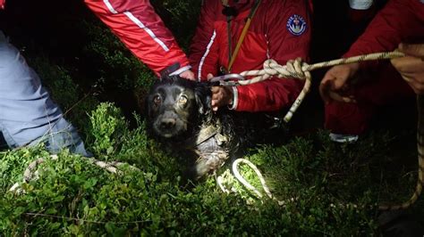 Dog Gets Rescued After Falling Down An Eight Metre Hole Cbbc Newsround