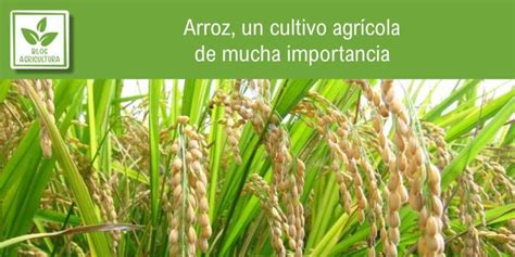 Arroz un cultivo agrícola de mucha importancia