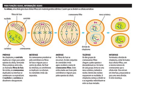 Citologia Divisão celular mitose e meiose Curso Enem Play Guia