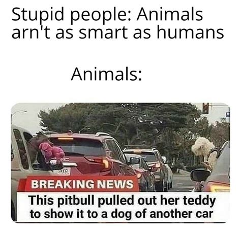 Animals are smarter than u think : r/memes