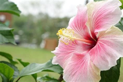 Todo Lo Que Necesitas Saber Sobre El Cuidado Del Hibisco Arbusto En Tu